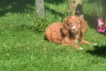 Nova Scotia Duck Tolling Retriever (teef) 67766