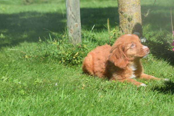 Nova Scotia Duck Tolling Retriever (teef) 67766