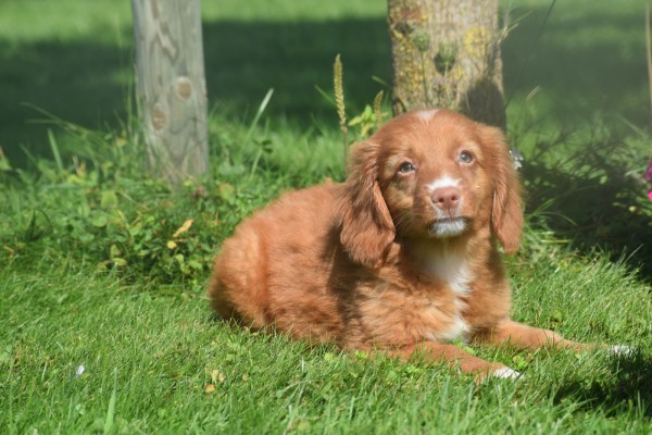 Nova Scotia Duck Tolling Retriever (teef) 67766
