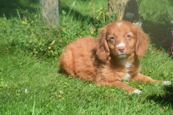 Nova Scotia Duck Tolling Retriever (teef) 67766