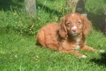 Nova Scotia Duck Tolling Retriever (teef) 67766