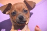 Pinscher (reu) 37064