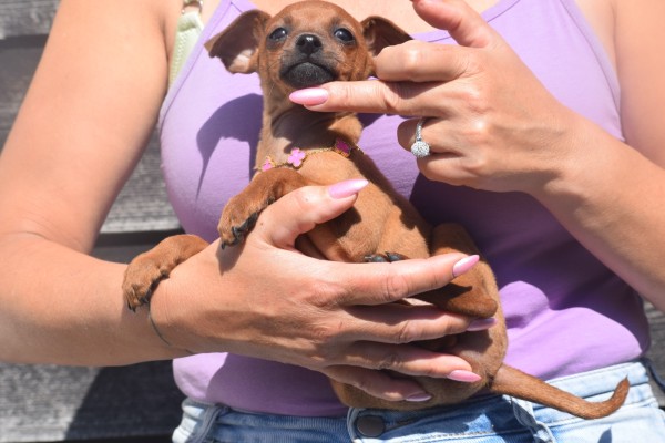 Pinscher (reu) 37064