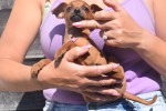 Pinscher (reu) 37064