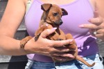Pinscher (reu) 37064