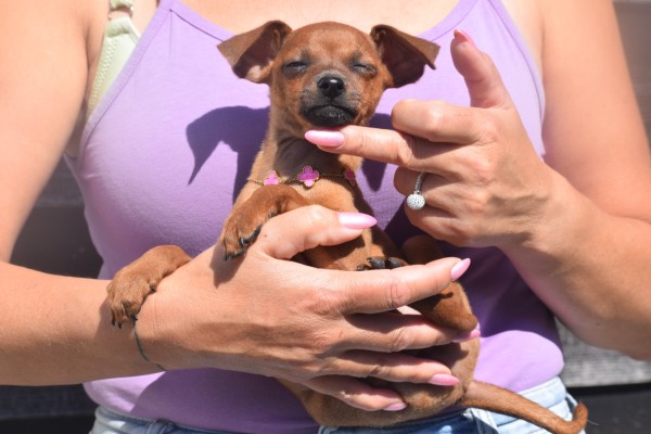 Pinscher (reu) 37064