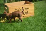Pinscher (reu) 37064
