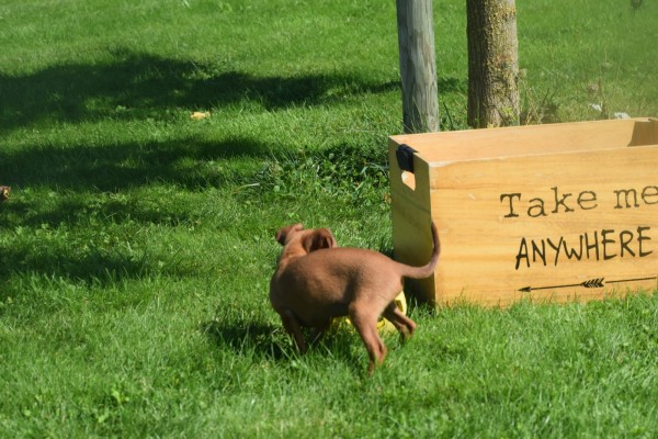 Pinscher (reu) 37064