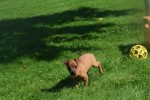 Pinscher (reu) 37064