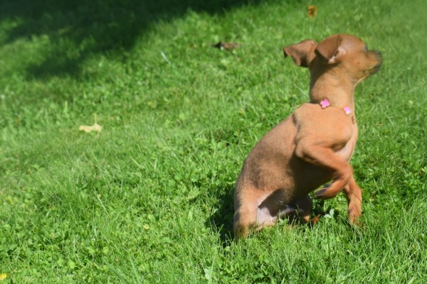 Pinscher (reu) 37064
