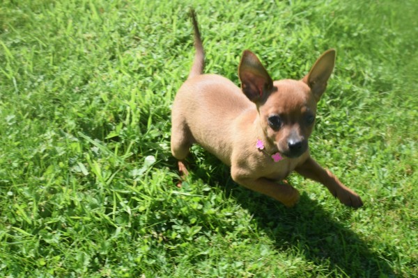 Pinscher (reu) 37064