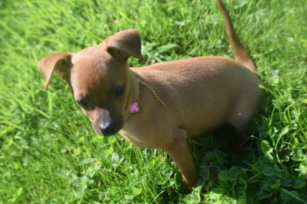 Pinscher (reu) 37064