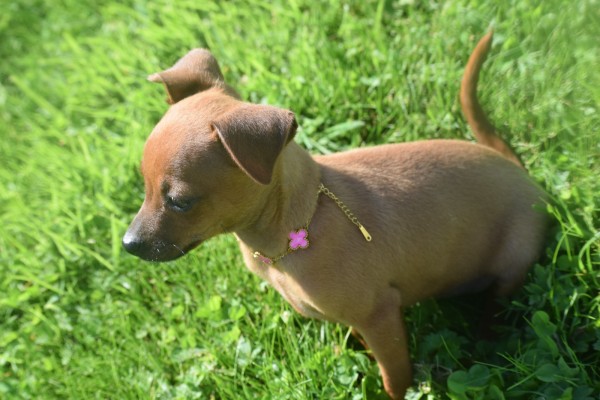 Pinscher (reu) 37064