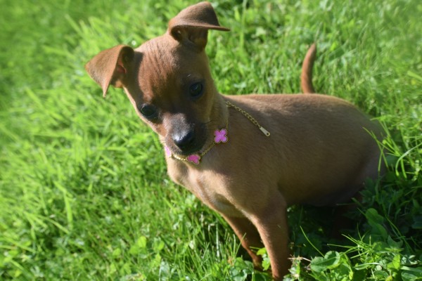 Pinscher (reu) 37064