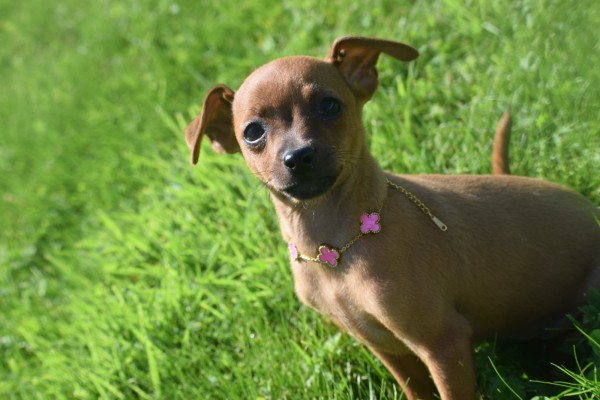 Pinscher (reu) 37064