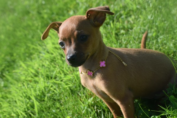 Pinscher (reu) 37064