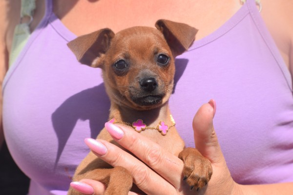 Pinscher (reu) 37064