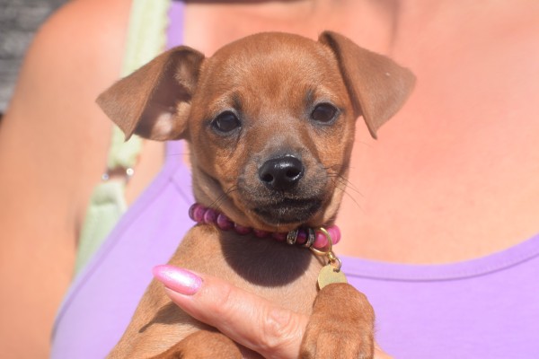 Pinscher (teef) 36980