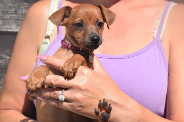 Pinscher (teef) 36980