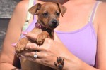 Pinscher (teef) 36980