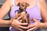 Pinscher (teef) 36980