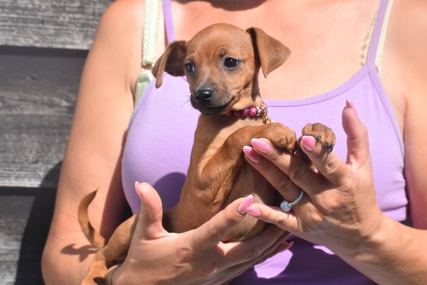 Pinscher (teef) 36980
