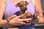 Pinscher (teef) 36980