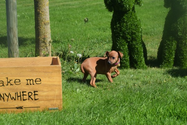Pinscher (teef) 36980