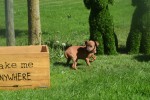 Pinscher (teef) 36980