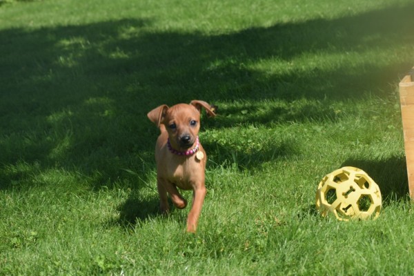 Pinscher (teef) 36980