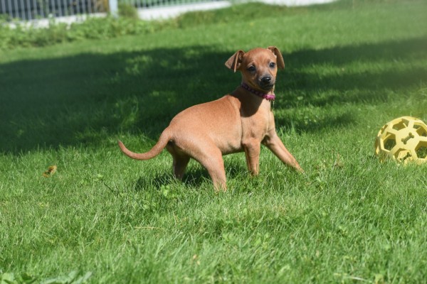 Pinscher (teef) 36980