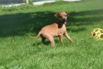 Pinscher (teef) 36980