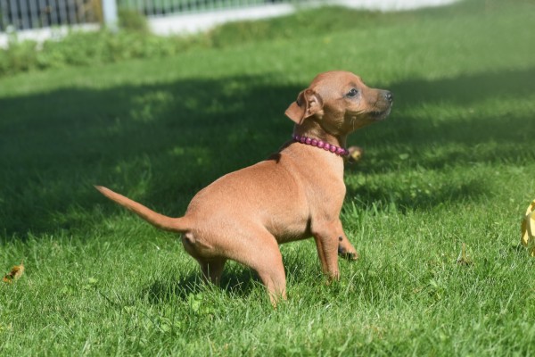 Pinscher (teef) 36980