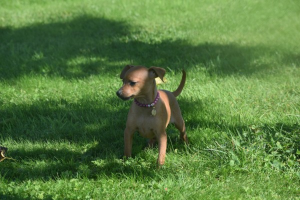 Pinscher (teef) 36980