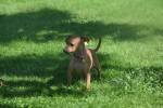 Pinscher (teef) 36980
