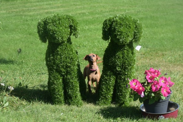 Pinscher (teef) 36980