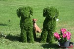 Pinscher (teef) 36980