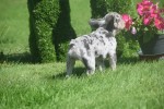 Bouldogue Francais (reu) 72721