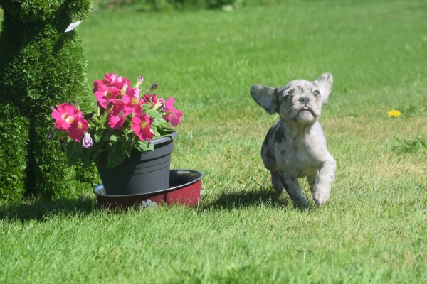 Bouldogue Francais (reu) 72721