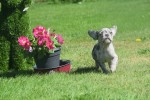 Bouldogue Francais (reu) 72721