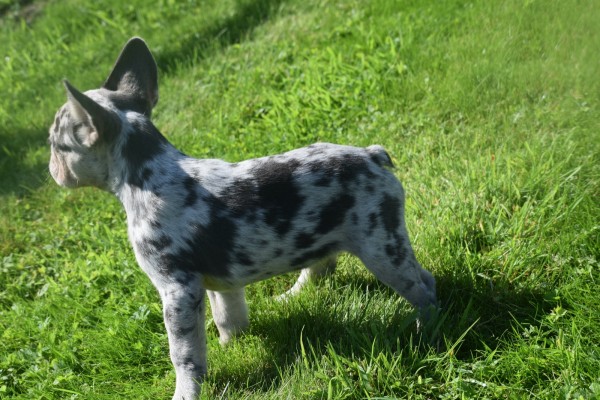 Bouldogue Francais (reu) 72721