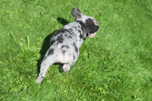 Bouldogue Francais (reu) 72721
