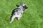 Bouldogue Francais (reu) 72721