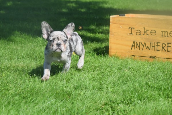 Bouldogue Francais (reu) 72721