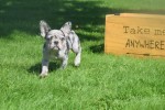 Bouldogue Francais (reu) 72721