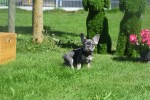 Bouldogue Francais (reu) 72740