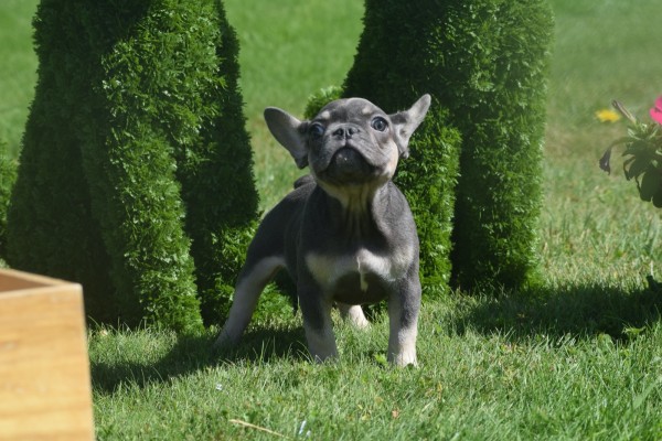 Bouldogue Francais (reu) 72740