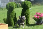 Bouldogue Francais (reu) 72740