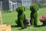 Bouldogue Francais (reu) 72740