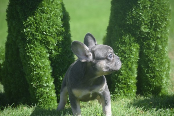 Bouldogue Francais (reu) 72740